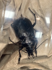 Calosoma marginale