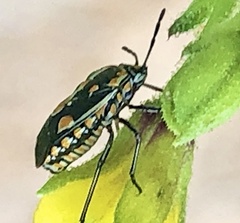 Bagrada hilaris