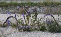 Campanula pyramidalis
