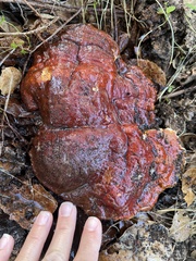 Ganoderma polychromum