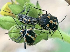 Bagrada hilaris