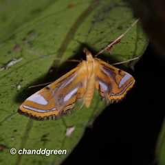 Agassiziella