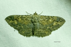 Anisoneura salebrosa