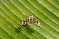 Lineodes