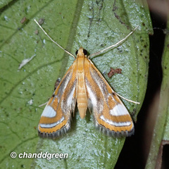 Agassiziella