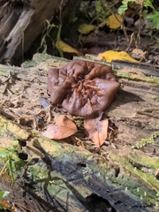 Auricularia auricula-judae