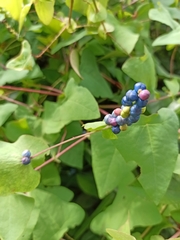 Persicaria perfoliata