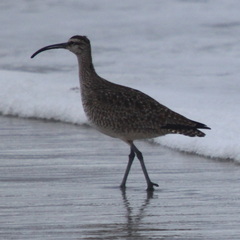 Numenius phaeopus hudsonicus