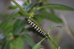 Danaus
