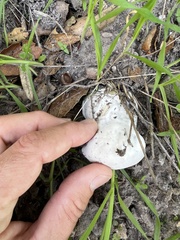 Hypomyces microspermus