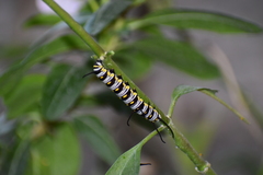 Danaus