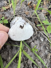 Hypomyces microspermus