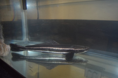 Rachycentron canadum