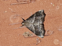 Stegea eripalis