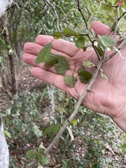 Crataegus viridis