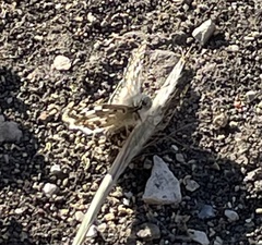 Burnsius communis