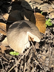 Coprinopsis uliginicola