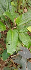 Dieffenbachia