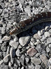 Ophisaurus attenuatus