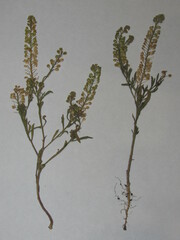 Lepidium densiflorum