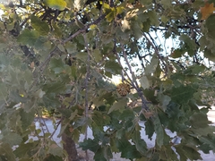 Quercus ithaburensis