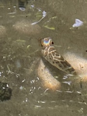 Sphoeroides testudineus