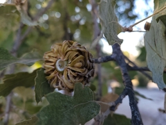 Quercus ithaburensis