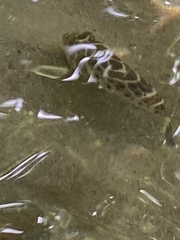 Sphoeroides testudineus