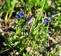 Veronica cusickii