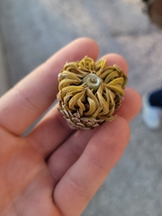 Quercus ithaburensis