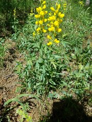 Thermopsis montana