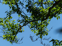 Pericrocotus solaris