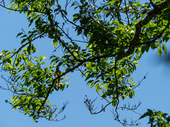 Pericrocotus solaris