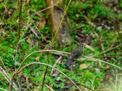 Tarsiger johnstoniae