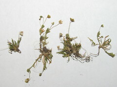Sagina procumbens