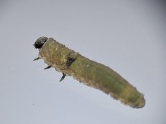 Tenthredo ferruginea