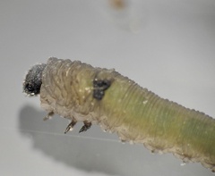 Tenthredo ferruginea