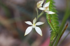 Caladenia marginata