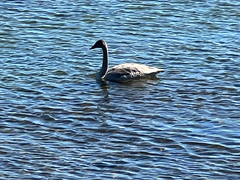Cygnus