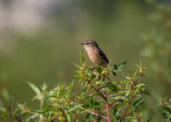 Saxicola stejnegeri