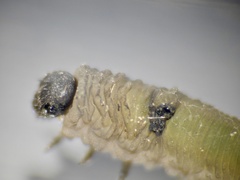 Tenthredo ferruginea