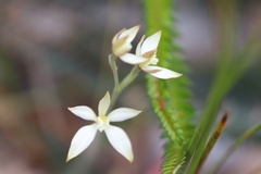 Caladenia marginata