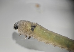 Tenthredo ferruginea
