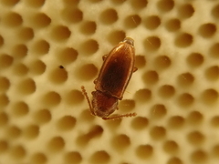 Atomaria