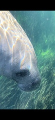 Trichechus manatus