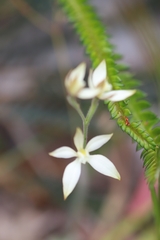 Caladenia marginata
