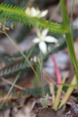 Caladenia marginata