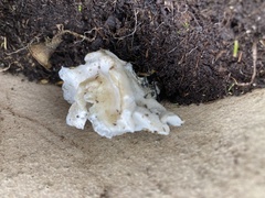 Neoantrodia serialis