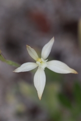 Caladenia marginata