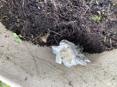 Neoantrodia serialis